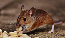 24 Hour & Emergency Exterminators in Fort Fisher Air Force Statio, NC